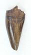 Tyrannosaur Premax Tooth (Aublysodon) - Montana #30468-1